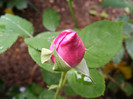 Eminence