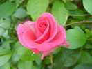 Rose Pink Peace (2012, June 04)