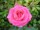 Rose Pink Peace (2012, June 04)