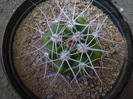 GYMNOCALYCIUM  MOSTII