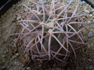 GYMNOCALYCIUM SPEGAZZINI V. PUNILLENSE
