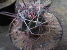 FEROCACTUS PENINSULAE