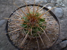 PARODIA SPLENDENS