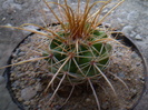 PARODIA SPLENDENS