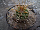PARODIA SPLENDENS