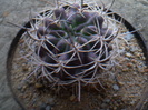 ERIOSYCE CURVISPINA