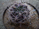 ERIOSYCE CURVISPINA