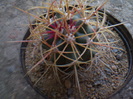 FEROCACTUS CYLINDRACEUS