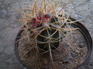 FEROCACTUS CYLINDRACEUS