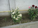 DSC05089
