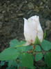 CIMG5396