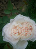 CIMG5452