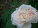 CIMG5453