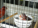 canari in voliera 2012 001