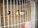 canari in voliera 2012 002