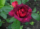 Darcey Bussell