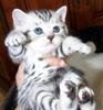 pisu-british-shorthair-silver