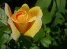 CIMG5446