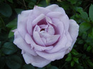 Rose Sissi (2012, June 04)