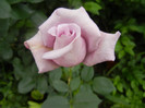 Rose Sissi (2012, June 05)