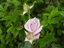 Rose Sissi (2012, June 05)
