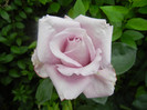 Rose Sissi (2012, June 05)