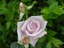 Rose Sissi (2012, June 06)