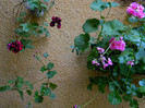 DSCN7887