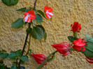 DSCN7890