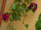 DSCN7894