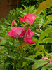 DSCN7981