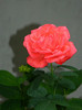 DSCN7987