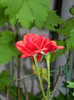 DSCN7988