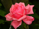 DSCN7989