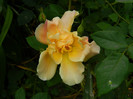 DSCN7993