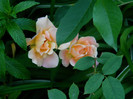 DSCN7995