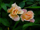 DSCN7997