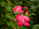 DSCN8010