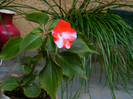 DSCN8011