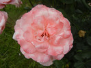 Royal Highness rose, 05jun2012