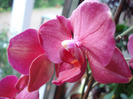 Violet Phalaenopsis (2011, May 12)