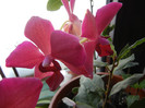 Violet Phalaenopsis (2012, Feb.17)