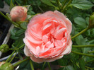 Rose Pleasure (2012, May 30)