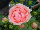 Rose Pleasure (2012, June 02)