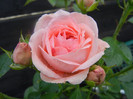 Rose Pleasure (2012, June 02)