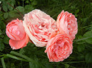 Rose Pleasure (2012, June 05)