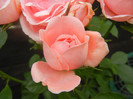 Rose Pleasure (2012, June 05)