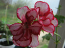 Muscata