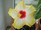 Hibiscus