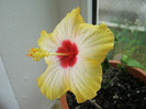 Hibiscus